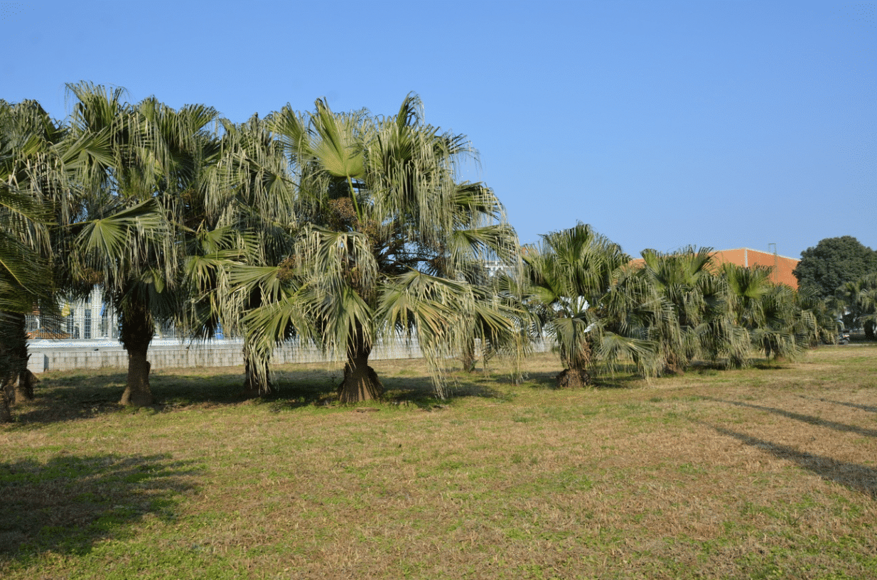 彩乐园绿化园区景观